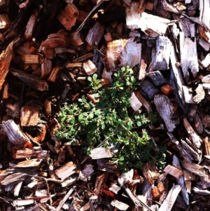 Euphorbia sp. at Hughes, ACT - 19 Dec 2018 08:00 AM