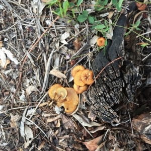 Lentinus arcularius at Hughes, ACT - 16 Dec 2018 05:00 PM