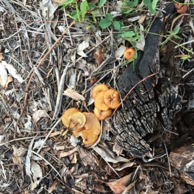 Lentinus arcularius (Fringed Polypore) at Hughes, ACT - 16 Dec 2018 by ruthkerruish