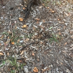 Lentinus arcularius at Hughes, ACT - 16 Dec 2018