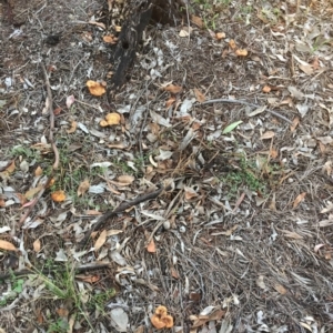 Lentinus arcularius at Hughes, ACT - 16 Dec 2018 05:00 PM