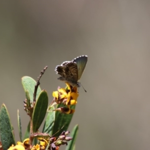 Neolucia agricola at Tennent, ACT - 16 Dec 2018