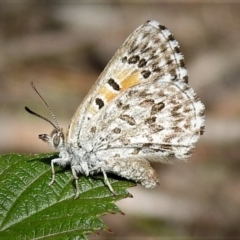 Lucia limbaria (Chequered Copper) at Stromlo, ACT - 17 Dec 2018 by JohnBundock