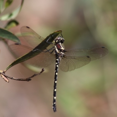 Eusynthemis guttata (Southern Tigertail) at Paddys River, ACT - 16 Dec 2018 by PeterR