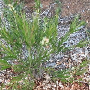 Callistemon sieberi at Hughes, ACT - 16 Dec 2018 05:00 PM