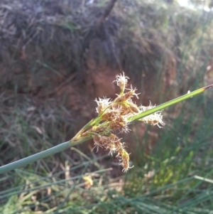 Schoenoplectus validus at Hackett, ACT - 19 Dec 2018