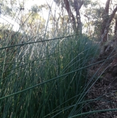 Schoenoplectus validus at Hackett, ACT - 19 Dec 2018