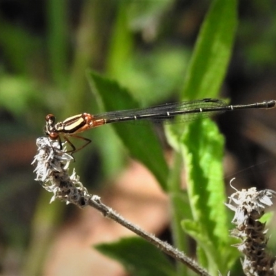 Nososticta solida (Orange Threadtail) at Stony Creek - 17 Dec 2018 by JohnBundock