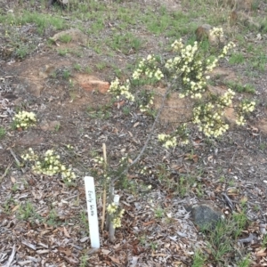 Acacia genistifolia at Hughes, ACT - 16 Dec 2018 05:00 PM