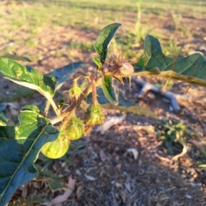 Solanum cinereum at Hackett, ACT - 19 Dec 2018 07:48 PM