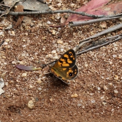 Heteronympha cordace (Bright-eyed Brown) at Paddys River, ACT - 16 Dec 2018 by PeterR