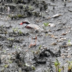 Charadrius melanops at Tharwa, ACT - 19 Dec 2018