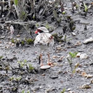 Charadrius melanops at Tharwa, ACT - 19 Dec 2018