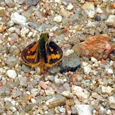 Ocybadistes walkeri (Green Grass-dart) at Paddys River, ACT - 19 Dec 2018 by RodDeb