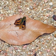 Ocybadistes walkeri at Paddys River, ACT - 19 Dec 2018 12:30 PM