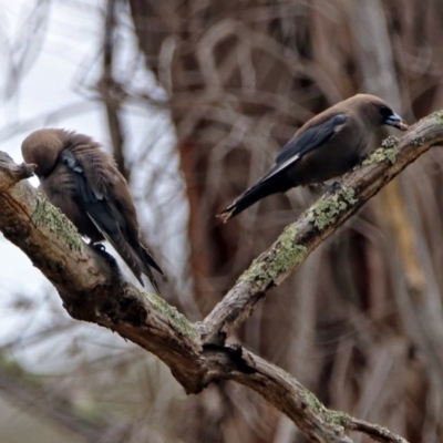 Artamus cyanopterus cyanopterus (Dusky Woodswallow) at Tennent, ACT - 19 Dec 2018 by RodDeb