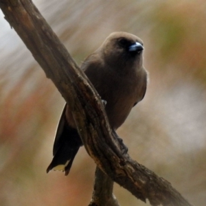 Artamus cyanopterus cyanopterus at Tennent, ACT - 19 Dec 2018