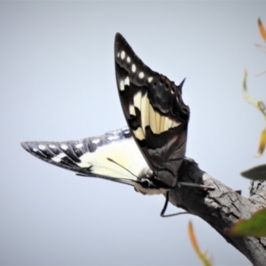 Charaxes sempronius at Hackett, ACT - 17 Dec 2018