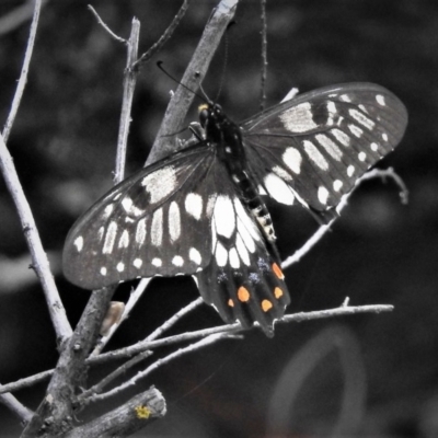 Papilio anactus (Dainty Swallowtail) at Hackett, ACT - 17 Dec 2018 by JohnBundock