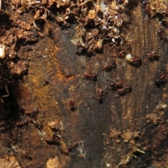 Papyrius nitidus at Tharwa, ACT - suppressed