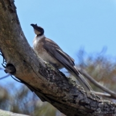 Philemon corniculatus (Noisy Friarbird) at Paddys River, ACT - 19 Dec 2018 by RodDeb