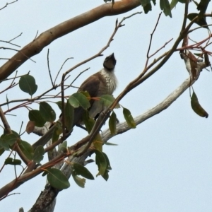 Philemon corniculatus at Paddys River, ACT - 19 Dec 2018 12:56 PM