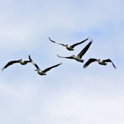 Pelecanus conspicillatus (Australian Pelican) at Tharwa, ACT - 19 Dec 2018 by RodDeb