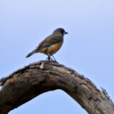 Pachycephala rufiventris (Rufous Whistler) at Paddys River, ACT - 19 Dec 2018 by RodDeb