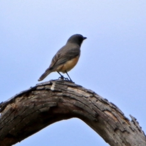 Pachycephala rufiventris at Paddys River, ACT - 19 Dec 2018