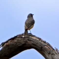 Pachycephala rufiventris at Paddys River, ACT - 19 Dec 2018