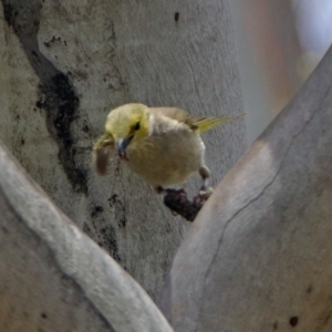 Ptilotula penicillata at Paddys River, ACT - 19 Dec 2018 02:19 PM