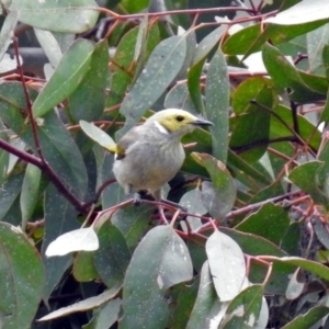 Ptilotula penicillata at Paddys River, ACT - 19 Dec 2018