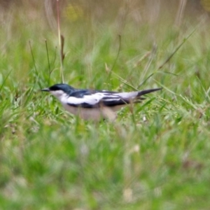 Lalage tricolor at Tennent, ACT - 19 Dec 2018 01:18 PM