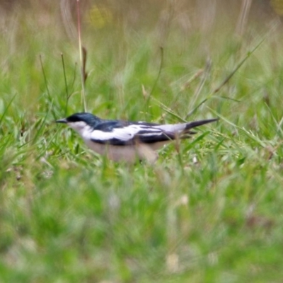 Lalage tricolor (White-winged Triller) at Tennent, ACT - 19 Dec 2018 by RodDeb