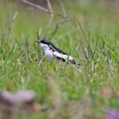 Lalage tricolor at Tennent, ACT - 19 Dec 2018 01:18 PM