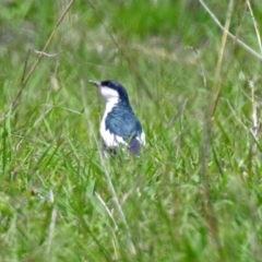 Lalage tricolor at Tennent, ACT - 19 Dec 2018 01:18 PM