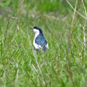 Lalage tricolor at Tennent, ACT - 19 Dec 2018 01:18 PM