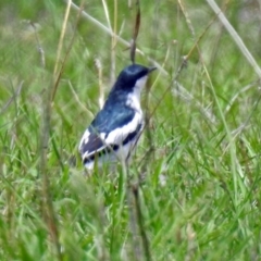 Lalage tricolor at Tennent, ACT - 19 Dec 2018 01:18 PM