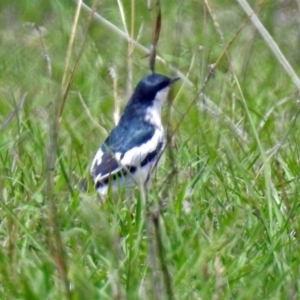 Lalage tricolor at Tennent, ACT - 19 Dec 2018 01:18 PM