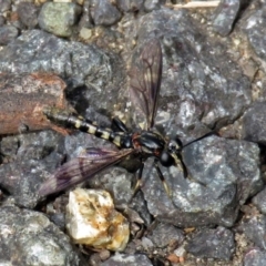 Miltinus sp. (genus) (Miltinus mydas fly) at Paddys River, ACT - 19 Dec 2018 by RodDeb