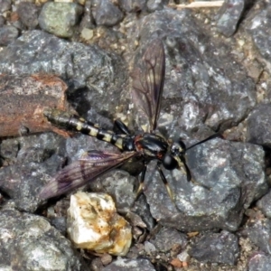 Miltinus sp. (genus) at Paddys River, ACT - 19 Dec 2018