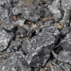 Miltinus sp. (genus) at Paddys River, ACT - 19 Dec 2018 03:38 PM