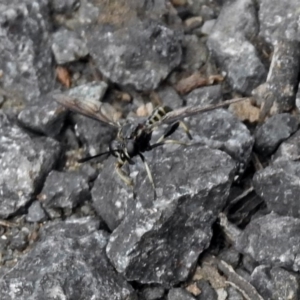 Miltinus sp. (genus) at Paddys River, ACT - 19 Dec 2018