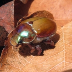 Anoplognathus montanus (Montane Christmas beetle) at Booth, ACT - 19 Dec 2018 by RodDeb