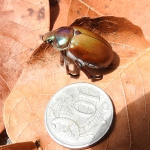 Anoplognathus montanus at Booth, ACT - 19 Dec 2018