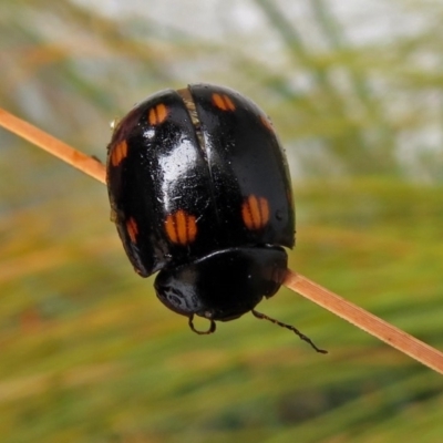 Paropsisterna octosignata (Eucalyptus leaf beetle) at Paddys River, ACT - 19 Dec 2018 by RodDeb