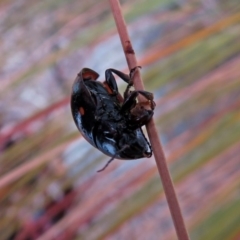 Paropsisterna octosignata at Paddys River, ACT - 19 Dec 2018 12:42 PM