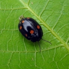 Paropsisterna octosignata at Paddys River, ACT - 19 Dec 2018 12:42 PM