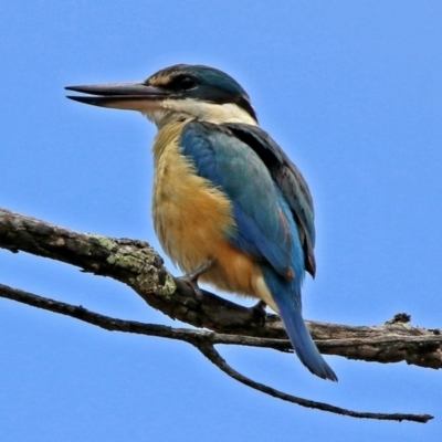 Todiramphus sanctus (Sacred Kingfisher) at Tennent, ACT - 19 Dec 2018 by RodDeb