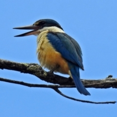 Todiramphus sanctus at Tennent, ACT - 19 Dec 2018